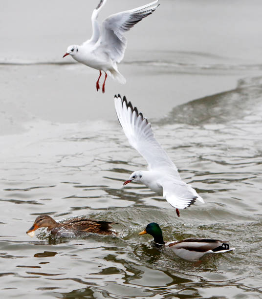 istock Ducks and seagulls on frozen lake 639240144