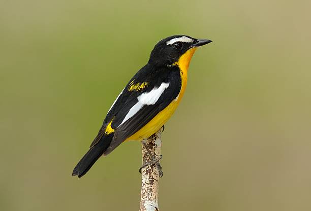 istock male Yellow-rumped Flycatcher 639240212