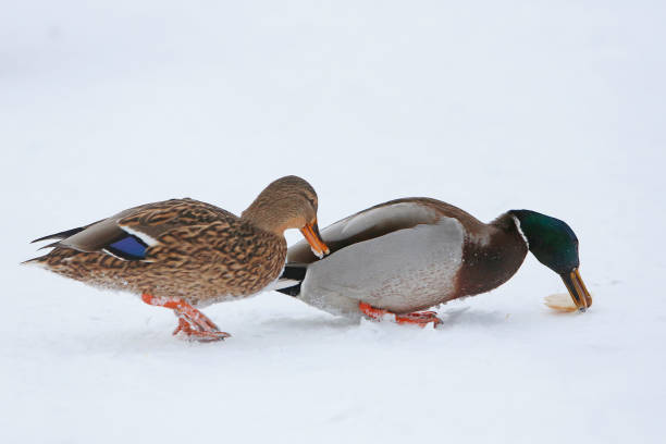 istock Two ducks on frozen lake 639240218