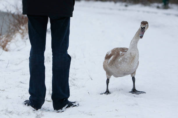 istock Swan on frozen lake 639240642