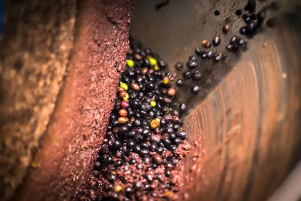 Photo of Extraction of oil from olives using a circular grinding stone.