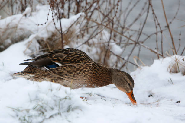 Birds on frozen lake at winter. Duck eating