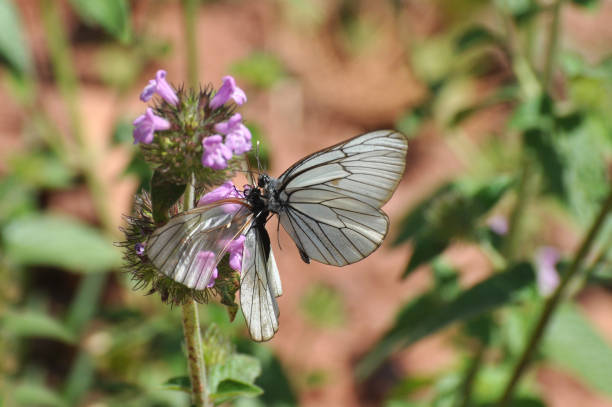 bianco dalle vene nere - black veined white butterfly foto e immagini stock