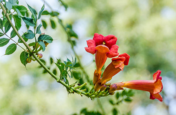 istock Campsis radicans flowers (trumpet vine or trumpet creeper) 639242414