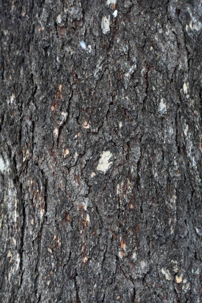 istock The bark of the tree. Texture 639243022