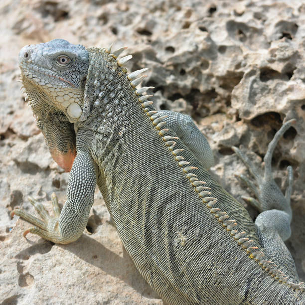 istock Iguana on Rock, Bonaire 639243074