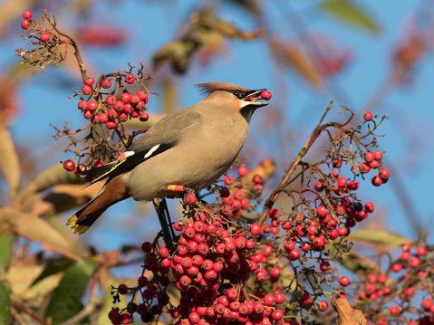 A Waxwing (Bombycilla garrulus) eating a berry in a tree in Aberdeen, Scotland