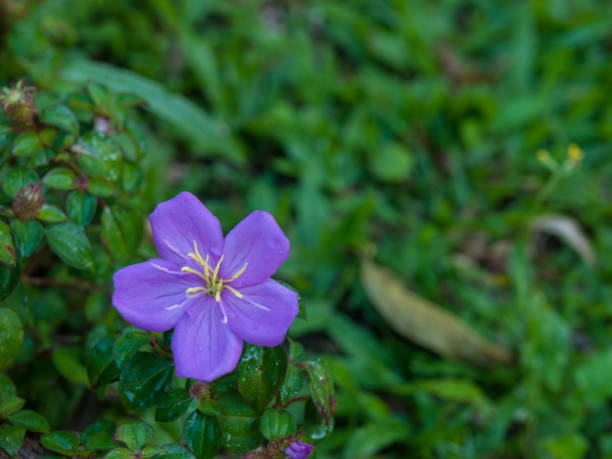 istock Small purple flowers 639246244