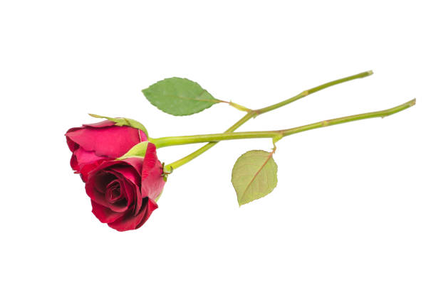 istock red rose isolated on white background 639247514