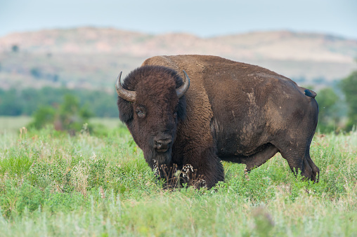 This bison bull was photographed, in July, in a field near Burford Lake, in the Wichita Mountains of Oklahoma.