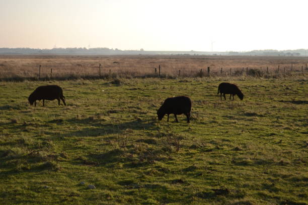 istock black sheep grazing in a field 639248764