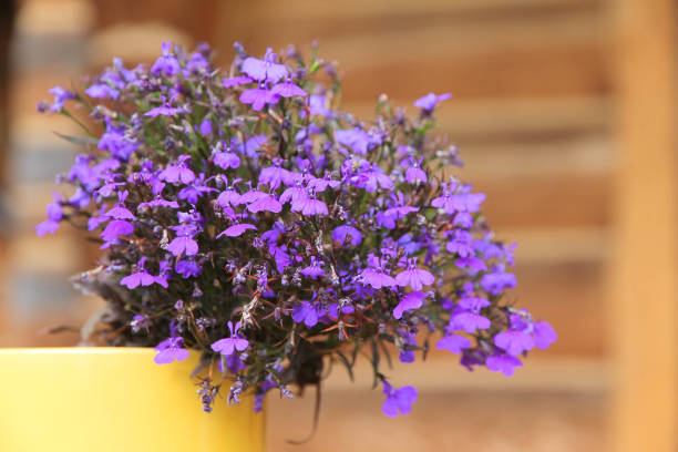 istock lobelia grows in a yellow cup 639250058