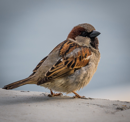 Tree sparrows have suffered a staggering 93% decline since 1970, with house sparrows not fairing much better, having seen a more than 70% decline in the same time. Reassuringly, recent Breeding Bird Survey data also suggests that numbers of both species may have stabilised or even begun to increase slightly in recent years
