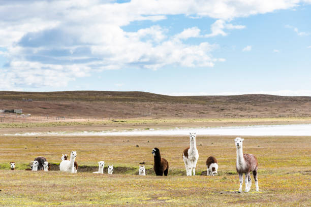 istock Herd of funny llamas. Chile 639252854