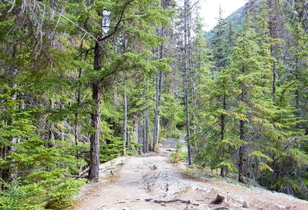 istock Hiking In Alaska 639253142