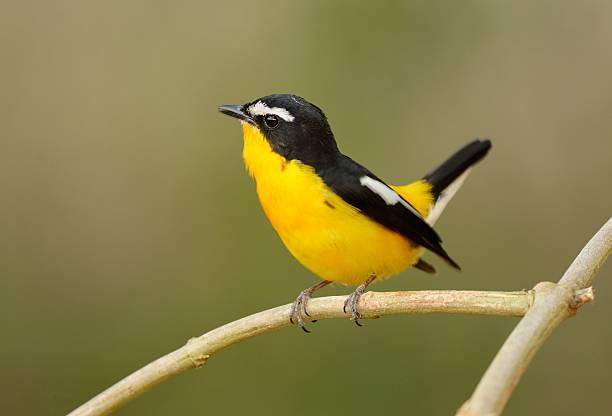 istock male Yellow-rumped Flycatcher 639253878