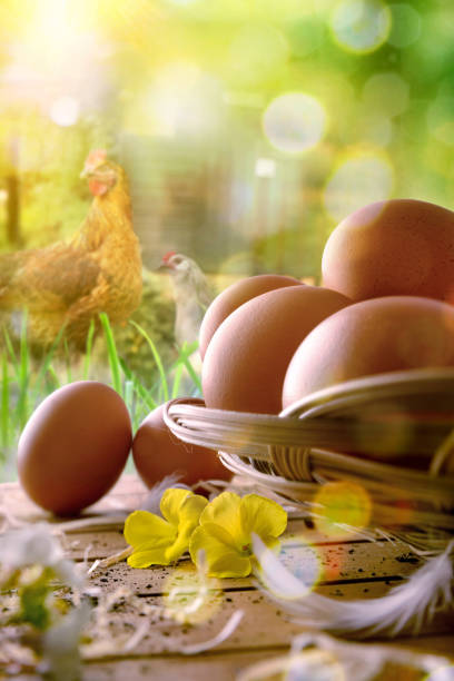Freshly picked eggs in wicker basket on wooden base and background with chickens in the field and backlit sun. Front view. Vertical composition.