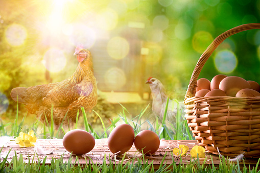 Freshly picked eggs in wicker basket on wooden base and background with chickens in the field and backlit sun. Front view. Horizontal composition.