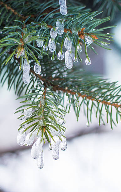 istock The frozen branch 639258774