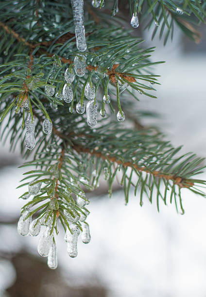 istock The frozen branch 639259108
