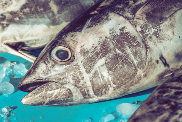 Close Up of tuna heads at fishmarket