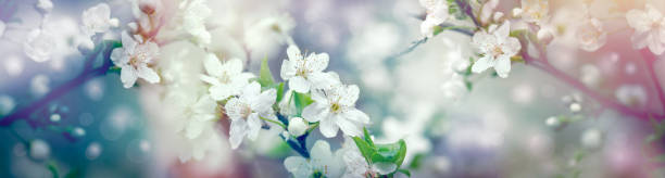 istock Beautiful flowering, blooming fruit tree 639260336