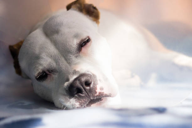 Sick dog napping stock photo