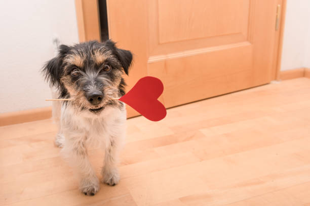 istock Romantic dog - jack russell terrier 639261240