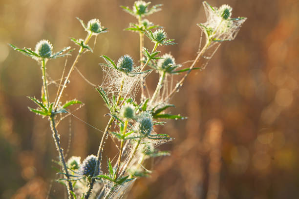 istock beautiful natural background with dew on grass 639261260