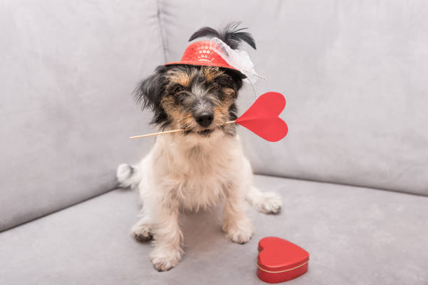 istock Romantic dog - jack russell terrier 639261286