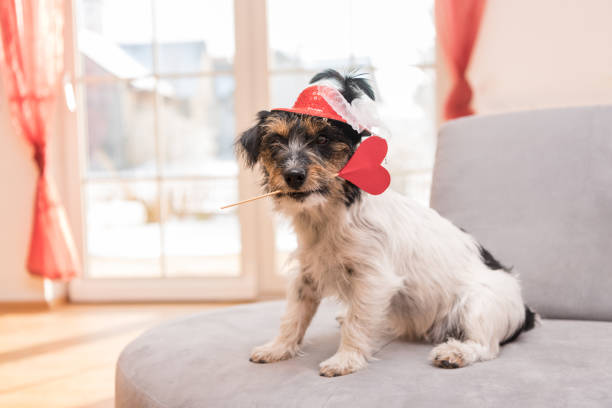 istock Romantic dog - jack russell terrier 639261338