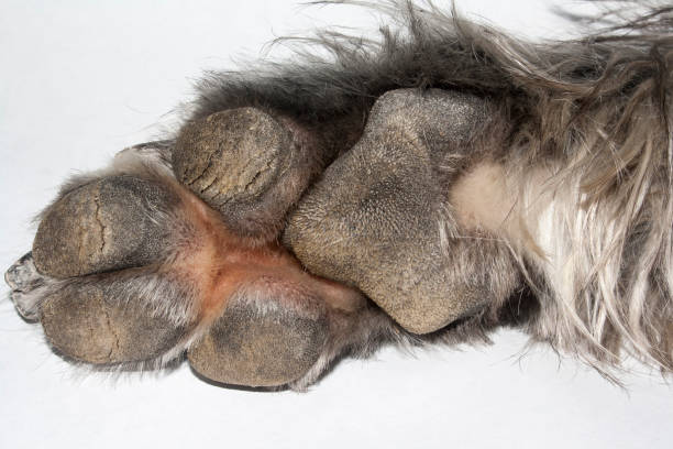 istock paw of dog 639267520