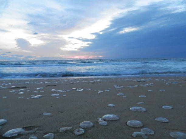 istock Jellyfish in the Sand 639267724