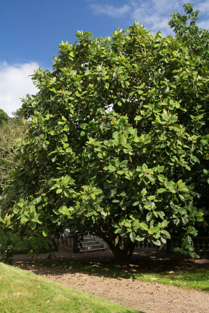istock Magnolia with very large leaves 639271080