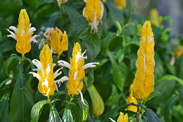 Pachystachys lutea Pachystachys lutea pachystachys lutea stock pictures, royalty-free photos & images