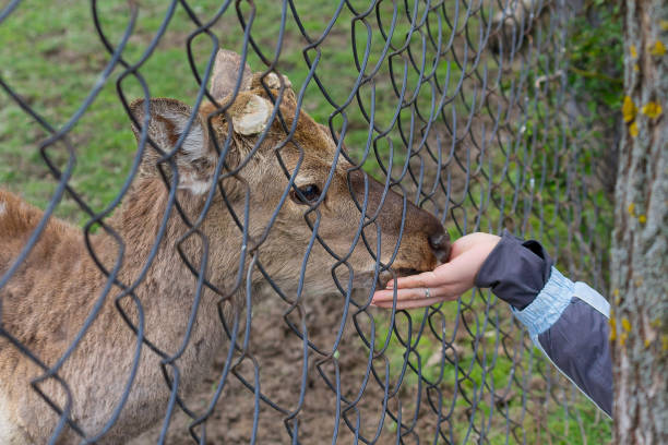 istock Deer without antlers on a farm eating with your hands 639271564