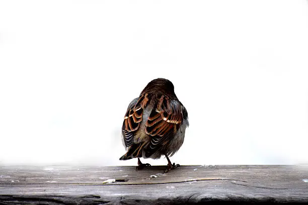 Photo of One sparrow on board