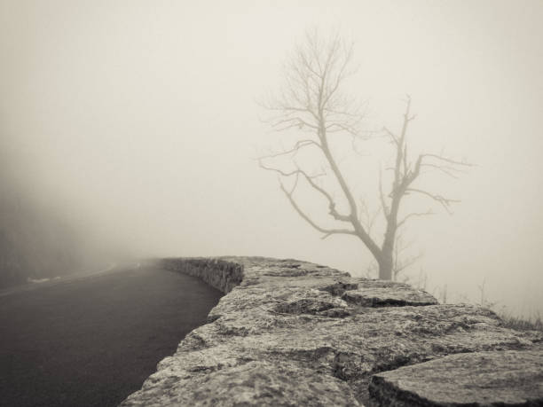 istock Lone Tree in Fog 639279370