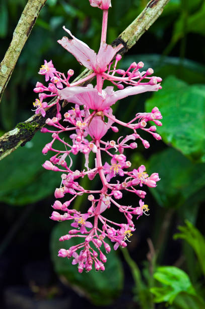 istock Philippine orchid, a pink and exuberant flower 639281064