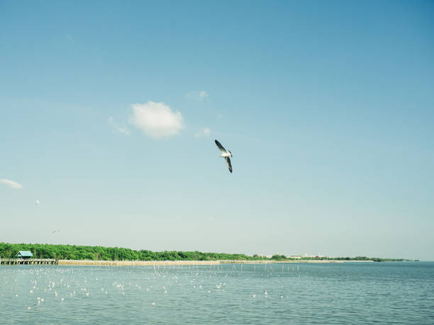 istock Gulls fly on the sky. 639281234