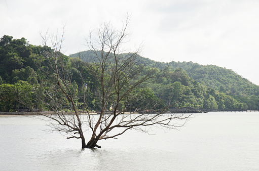 Tree death stand in the sea at Ko Yao Noi in Phang Nga, Thailand