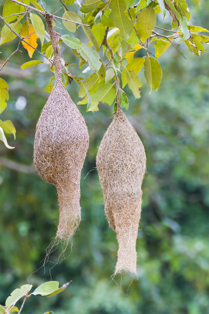 istock Baya weaver bird nest 639288806