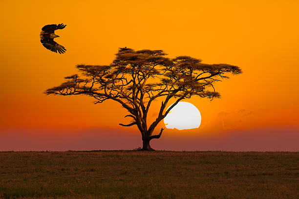 pygargue vocifère - african sunrise photos et images de collection