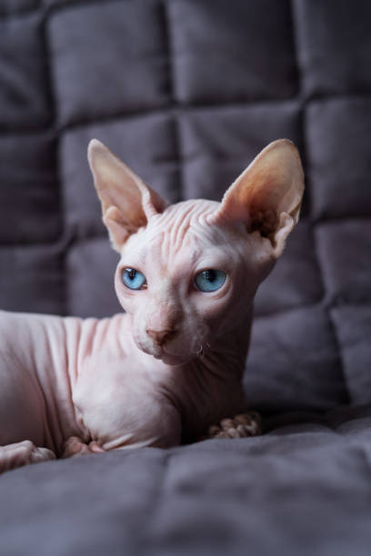 istock Baby cat 639291660