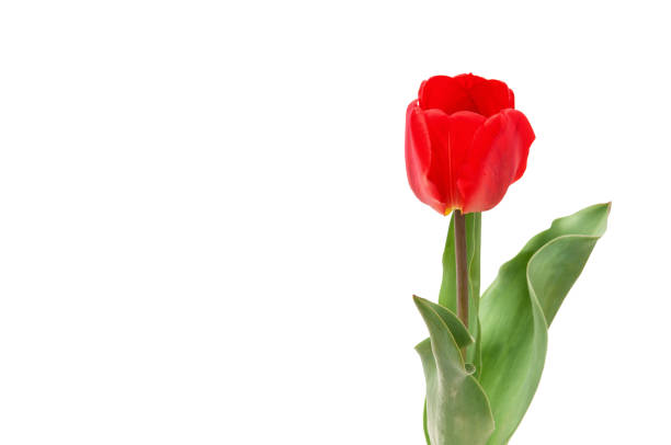 istock Red tulip alone with leaves isolated 639291800