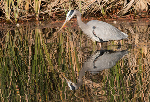 istock Great Blue Heron reflecting in water 639291816