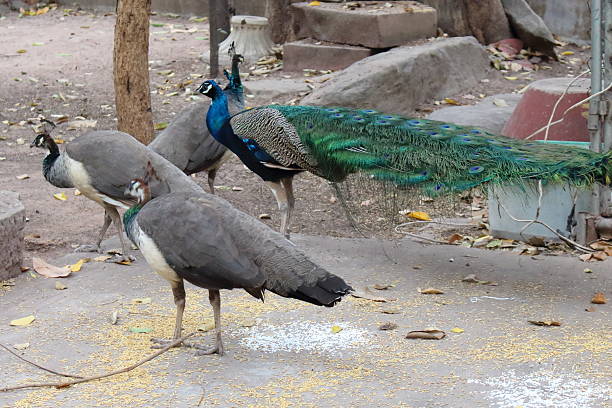 istock Peacock is measured in public. 639294632