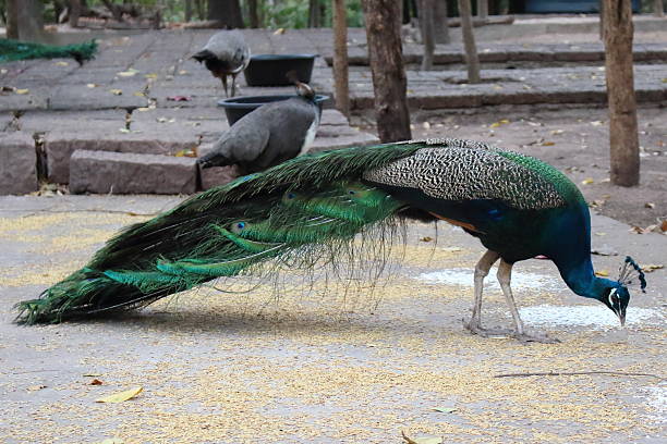istock Peacock is measured in public. 639294674