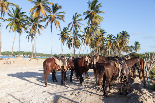 istock Horses at the beach 639295560