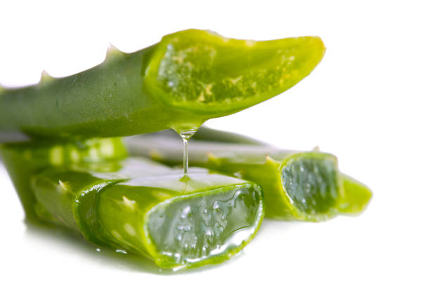 istock Aloe vera isolated on white background 639297150